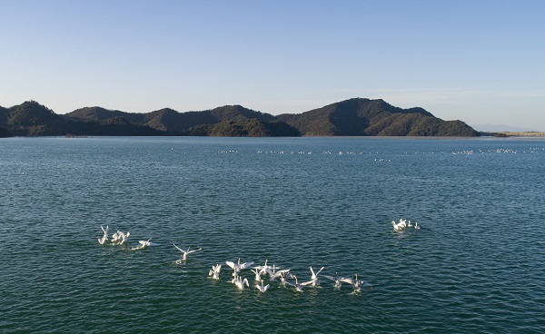 江銅集團德興銅礦4號庫碧波蕩漾，每年冬天都吸引了成群的天鵝來此嬉戲。.jpg